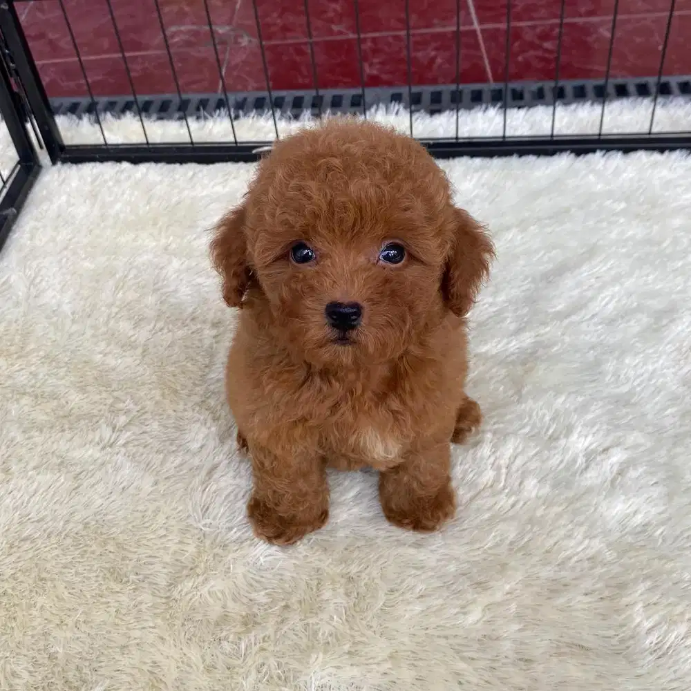 toy poodle jantan