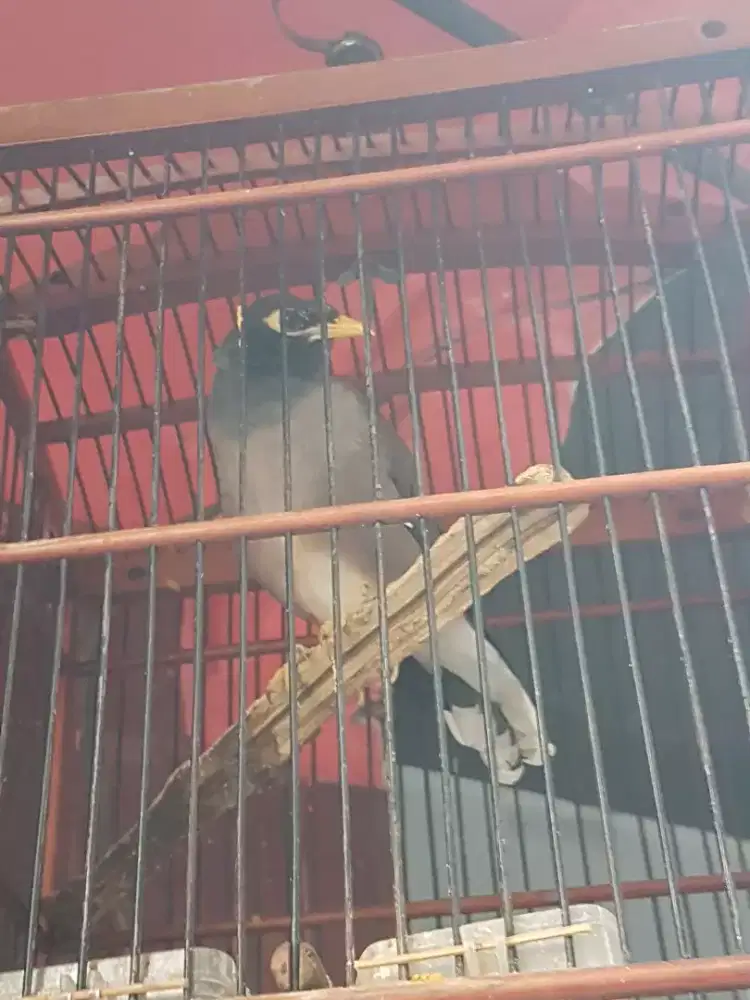 Kerak batam gacor bising sangkar ebod