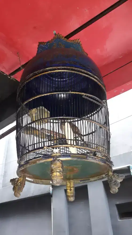 perkutut babgkok udah mangung