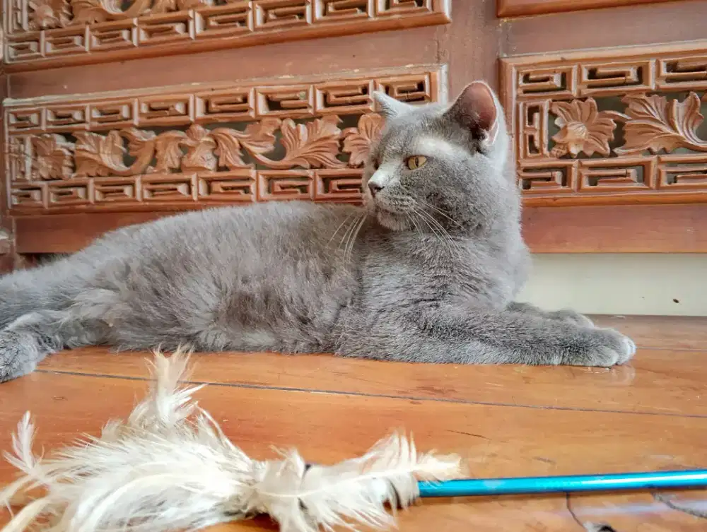 Kucing British short hair betina