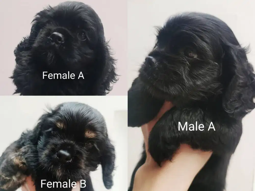 Dijual American Cocker Spaniel ( Black & Black Tan )