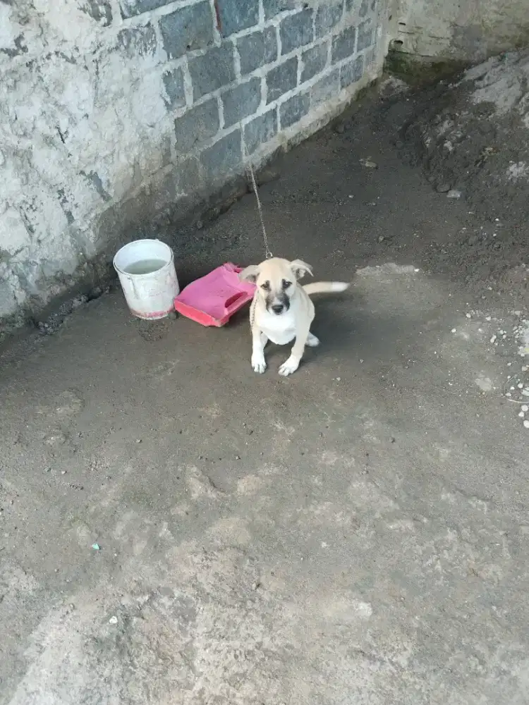 anjing kampung umur 5 bulan