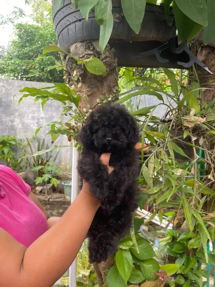 Anakan Mini poodle Lucuuu