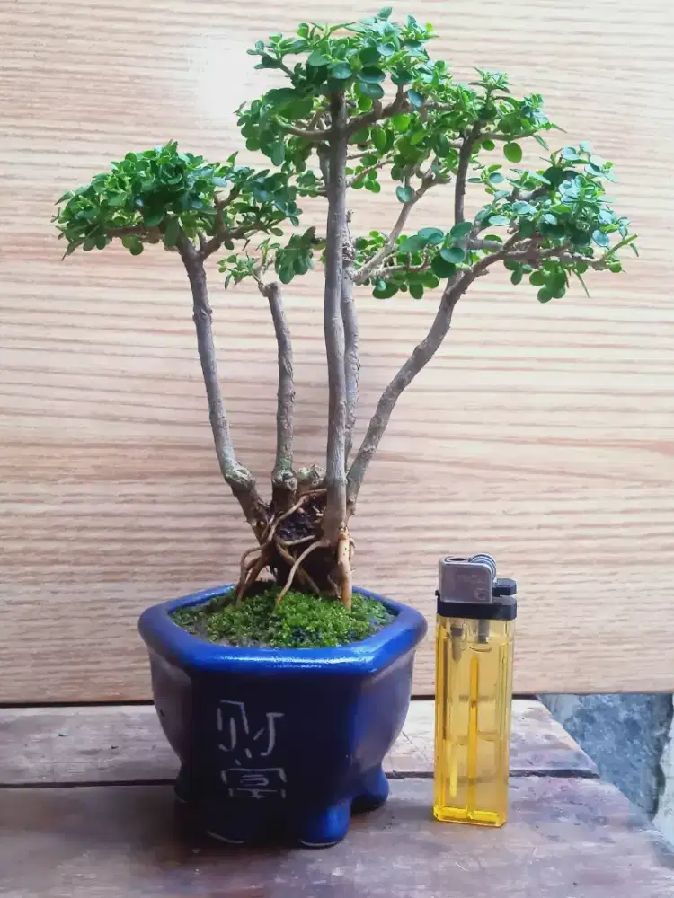 Bonsai Sancang Raff Pot Keramik