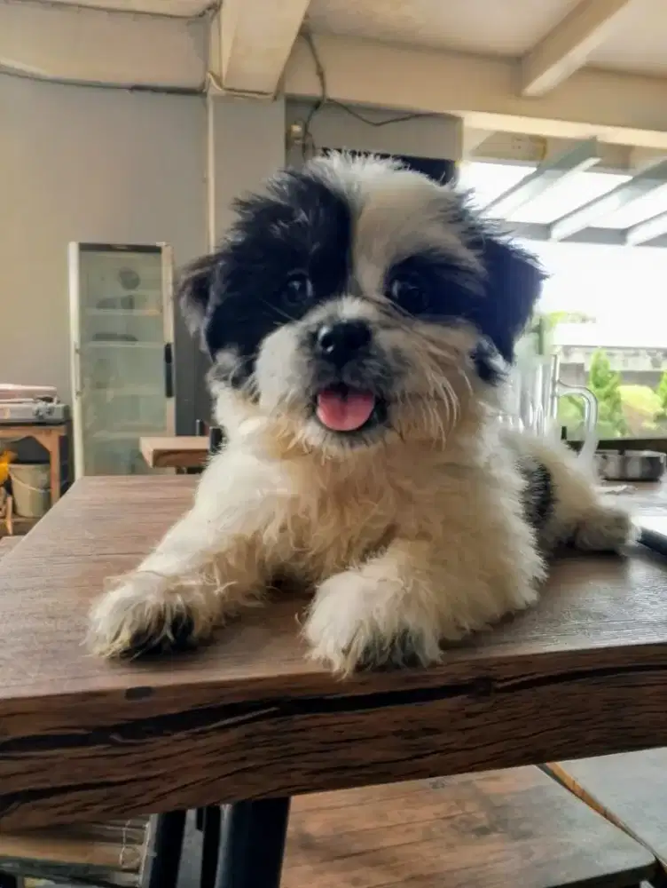 Jual murah anak anjing maltis