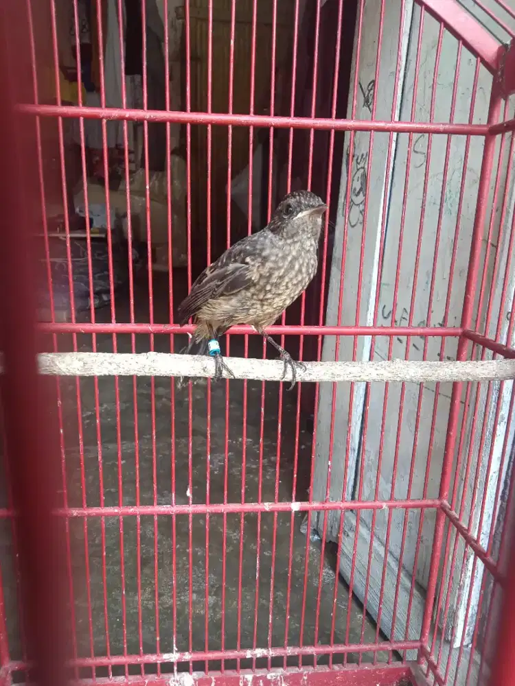 Jual burung decu anakan