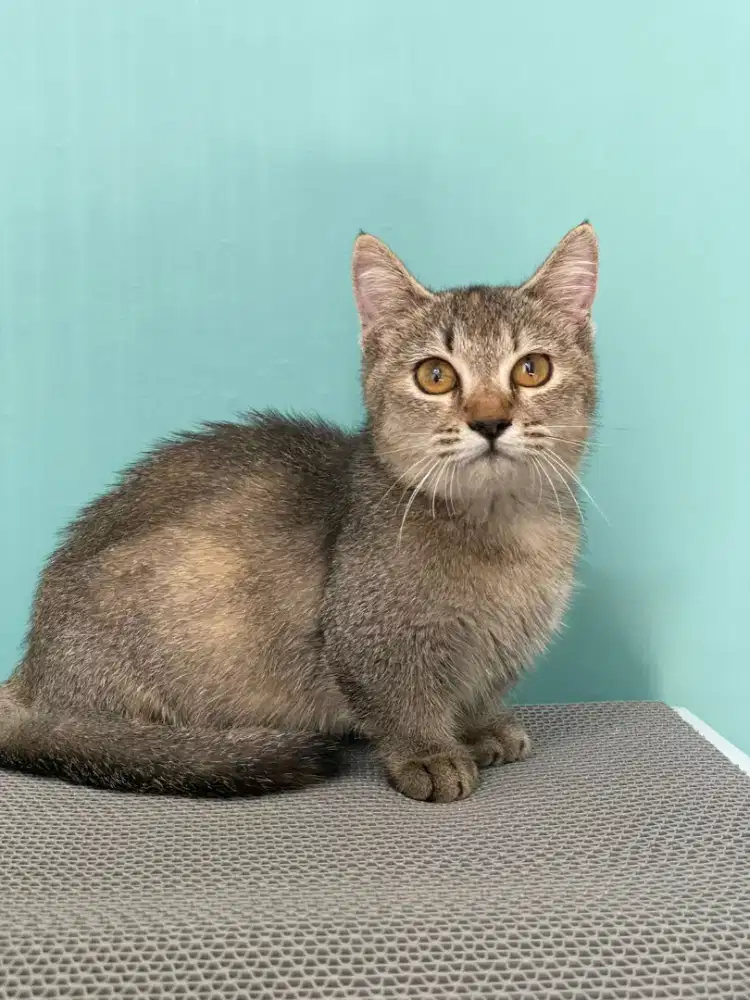 Munchkin Golden
