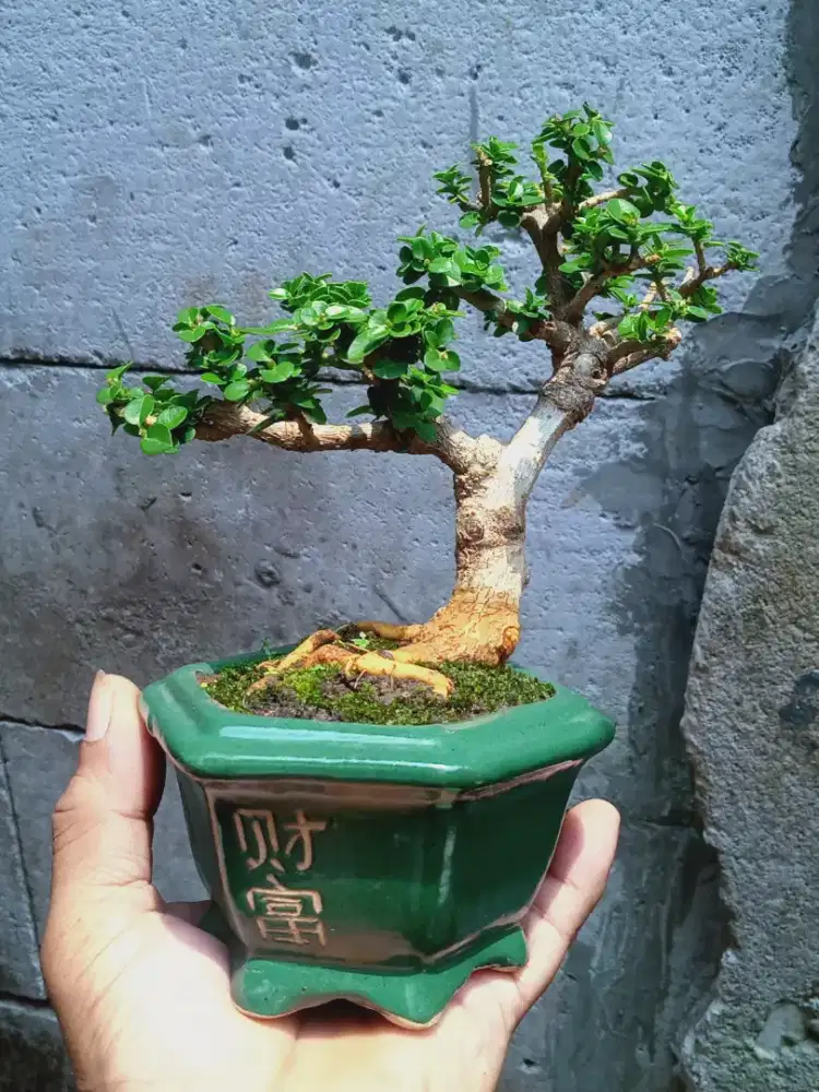 Bonsai Sancang The Max Pot Keramik