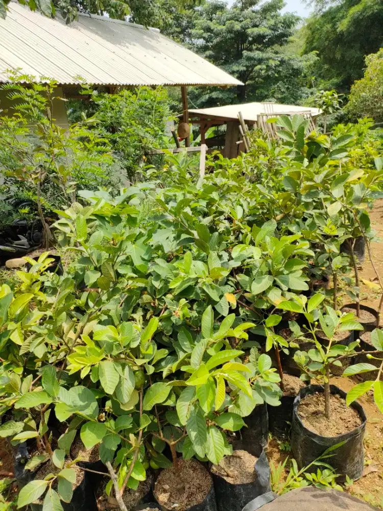 Bibit jambu kristal jumbo.