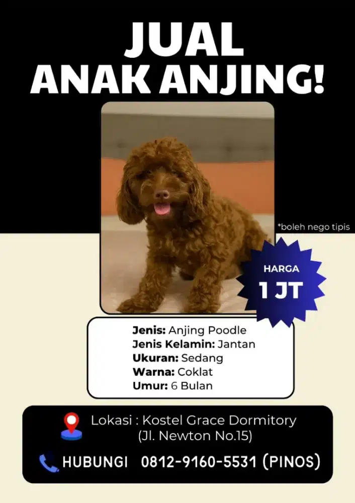 Jual murah anjing podle