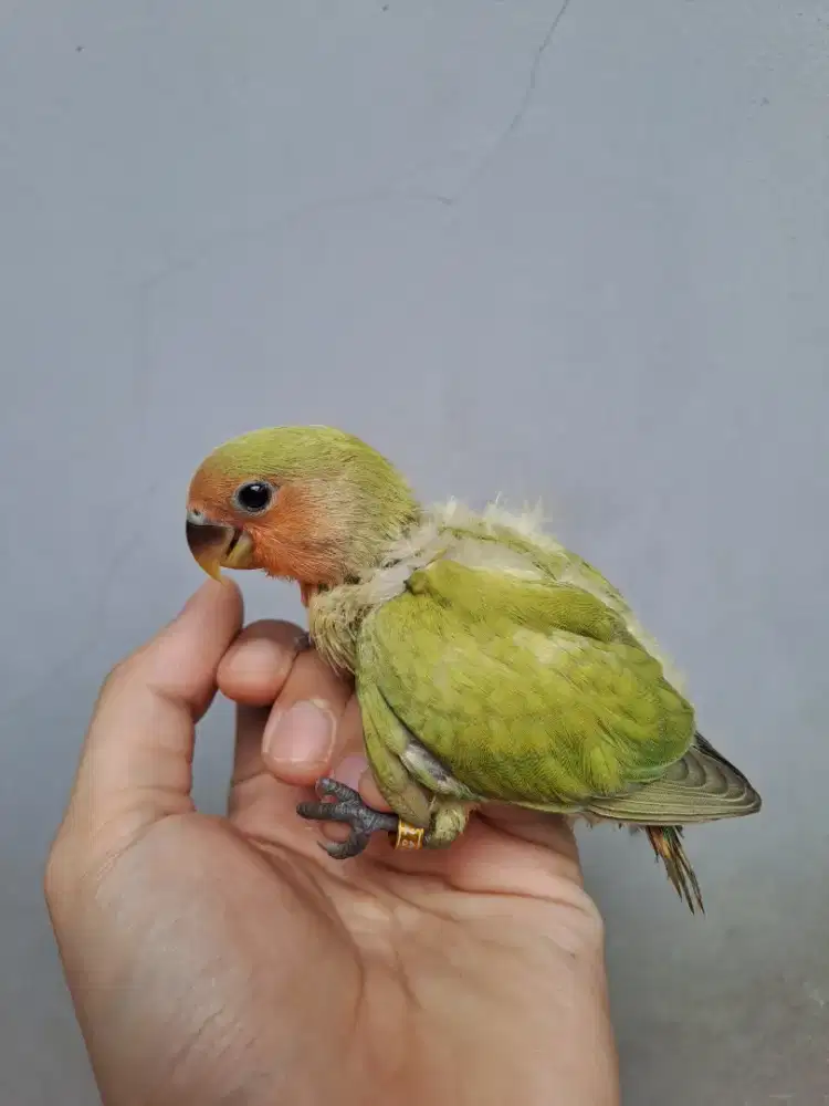 Lovebird Lolohan Nonklep (NK) Green Marbled & Green Orange Face
