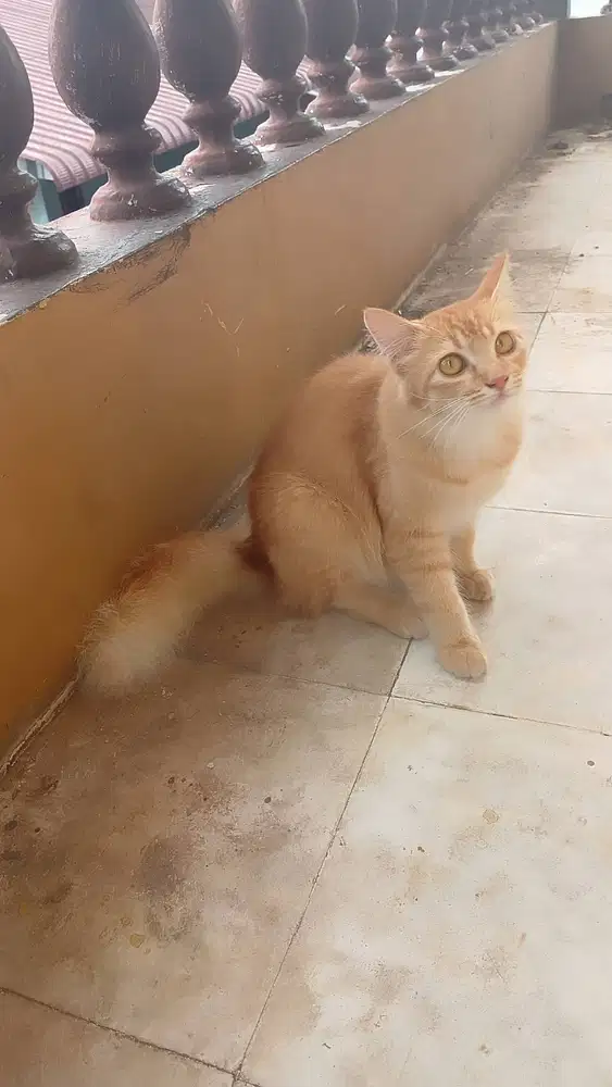 Dilepas 1 ekor kucing betina dewasa peranakan Anggora campuran
