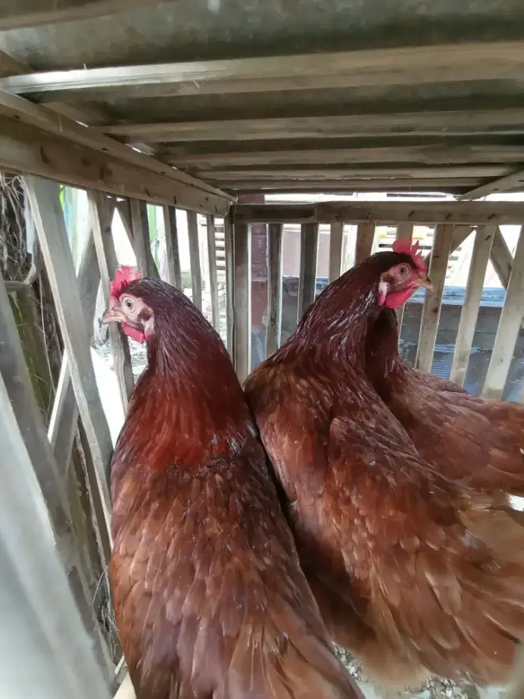 Ayam petelur siapan, fresh baru nelur, dan mapan ready