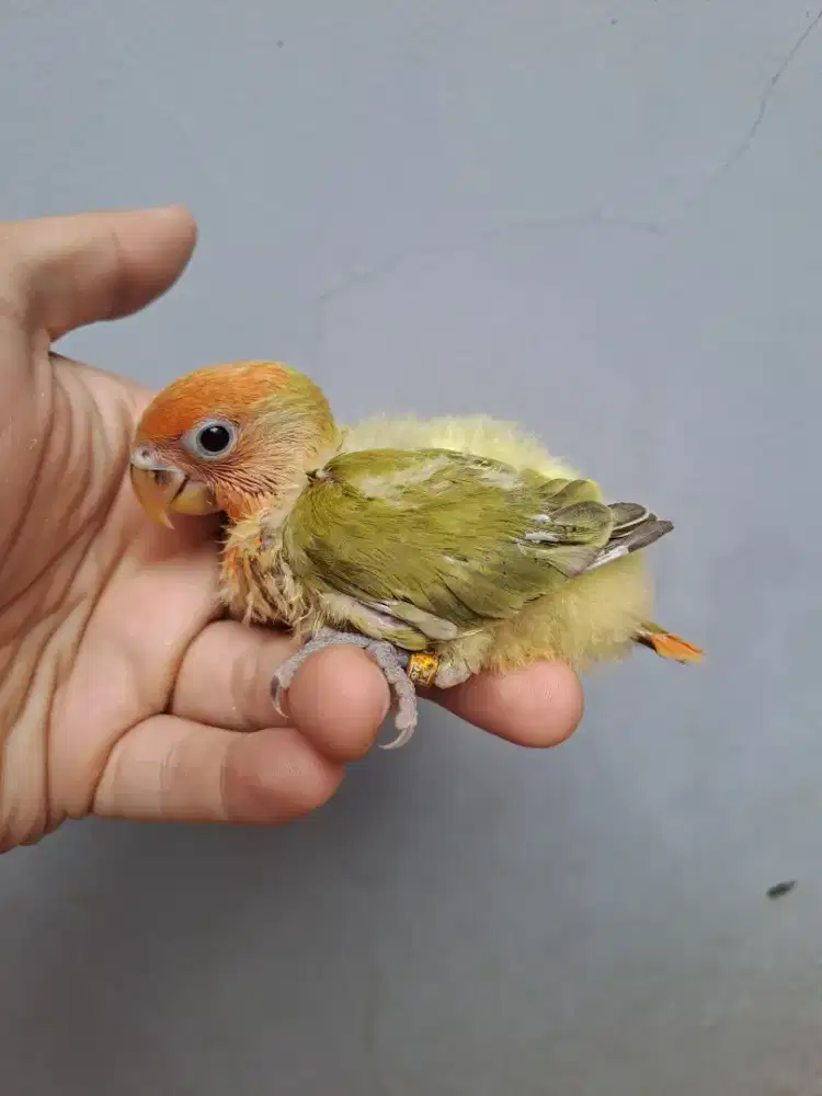 Lovebird Lolohan Nonklep Green Opaline Marbled