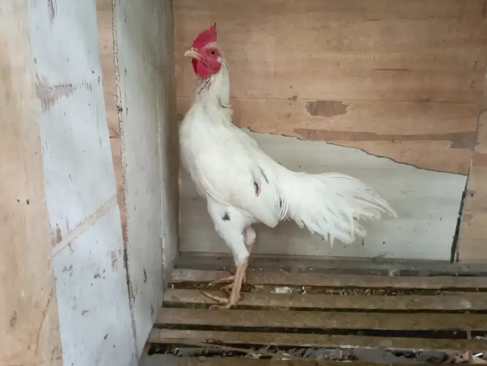 Ayam Kampung jago putih cakep bersih