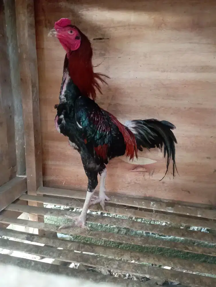 Ayam bangkok silangan shamo umur 6 bulanan