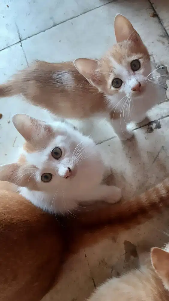 Lepas Adopsi Kucing Kitten peranakan Anggora campuranbulan, ada 4 ekor