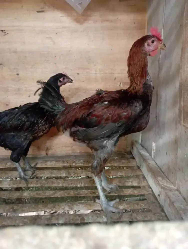 Ayam pelung jago dan betina sepasang muda