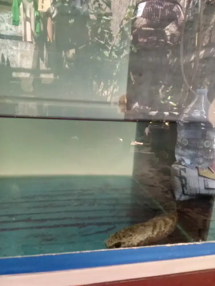 Stewarti + Limbata + aquarium