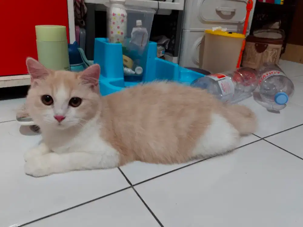 kucing persia betina