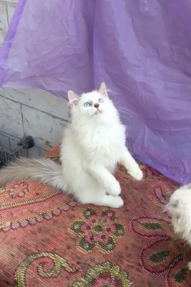 Ragdoll jantan 4bulan