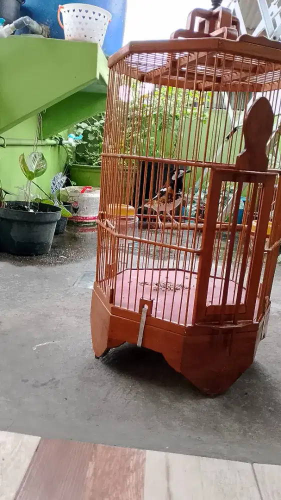 Burung Anis macan