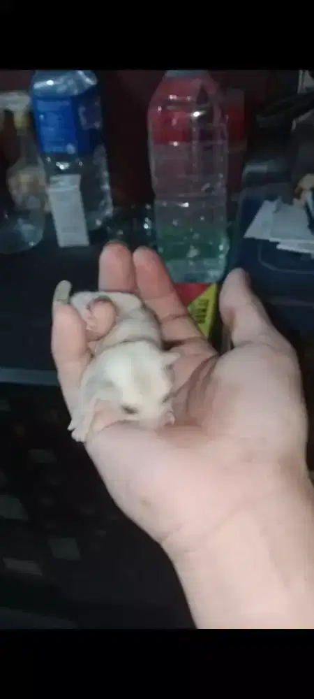 Sugar Glider Creamino
