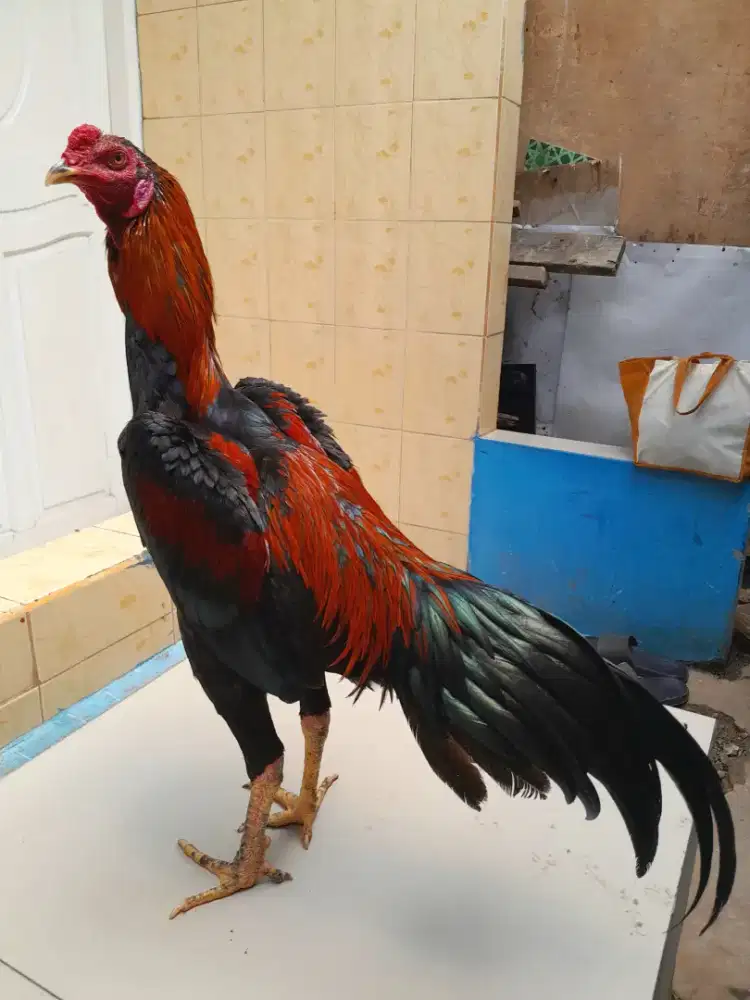 Ayam Bangkok Khoyngon