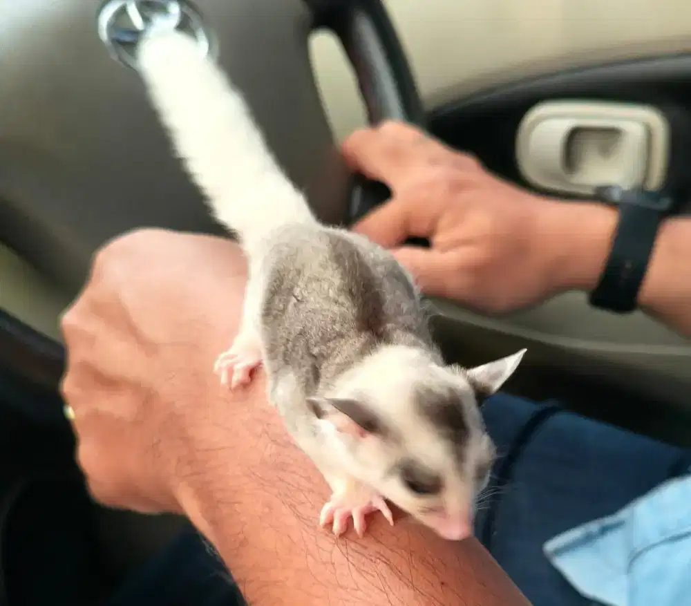 Sugar Glider Mozaik Betina