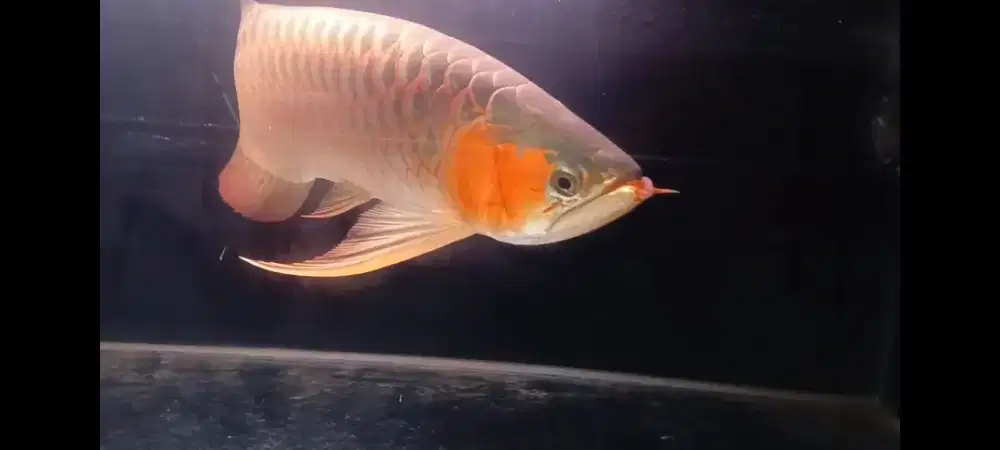 Arwana super red jumbo