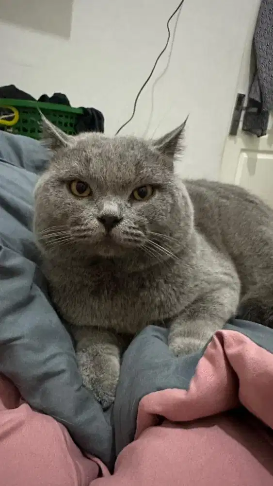 kucing british shorthair
