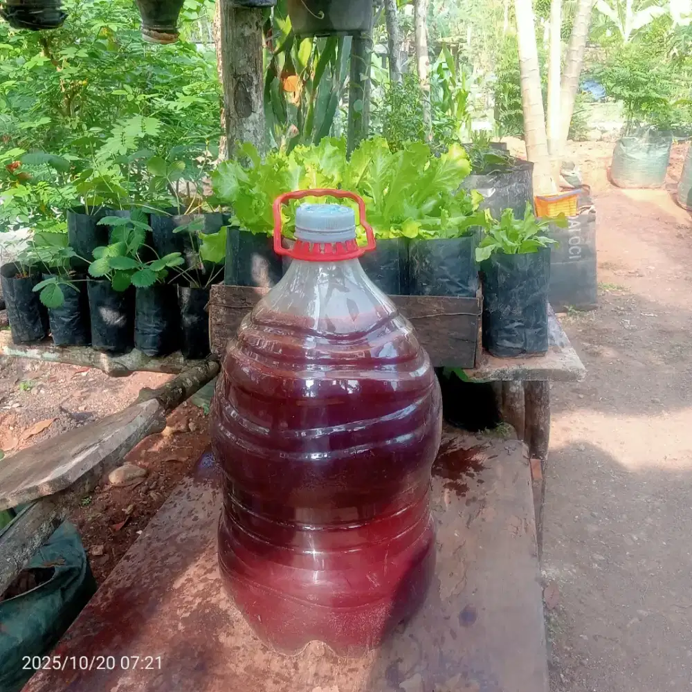 PUPUK PSB BIANG ( Photosynthetic Bacteria ) per galon 19 liter