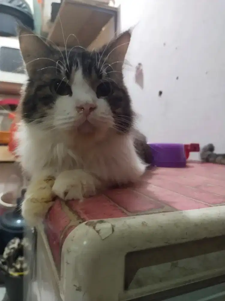 Anggora Persia jantan 7bulanan