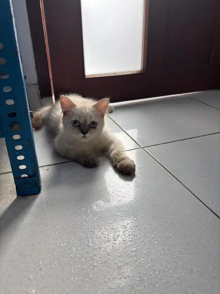 Kucing kitten persia