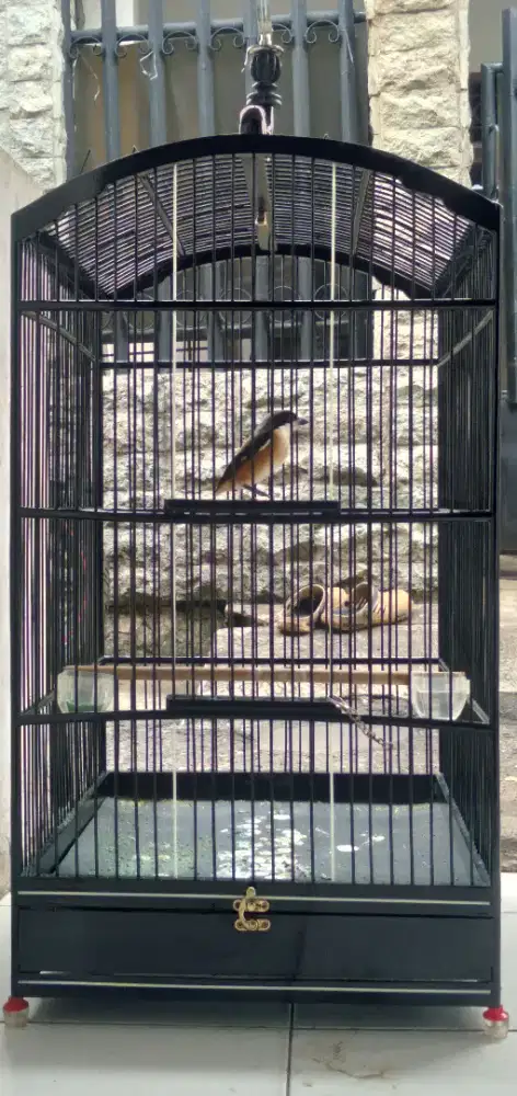 Burung Cendet / Pentet Bahan MH Rawatan