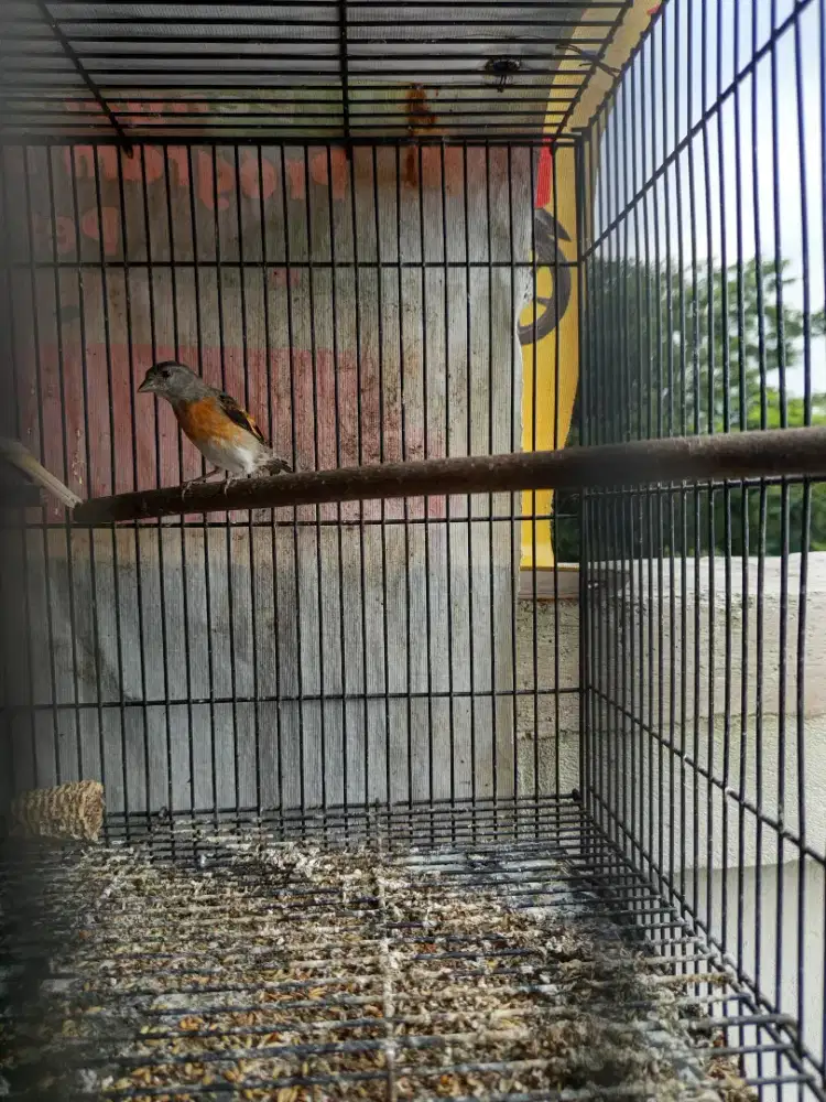 Red siskin betina