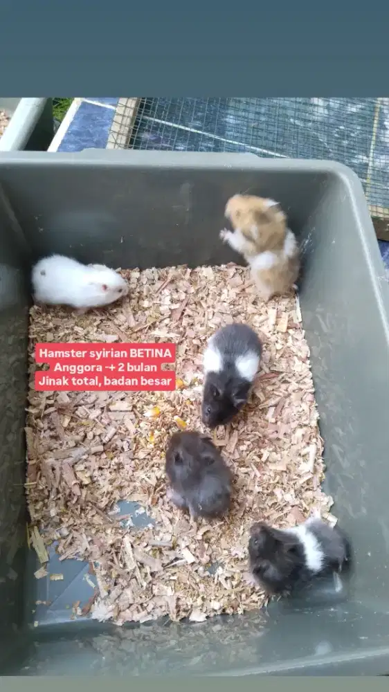 Hamster anggora syirian bulu pendek cambell winter sg Landak