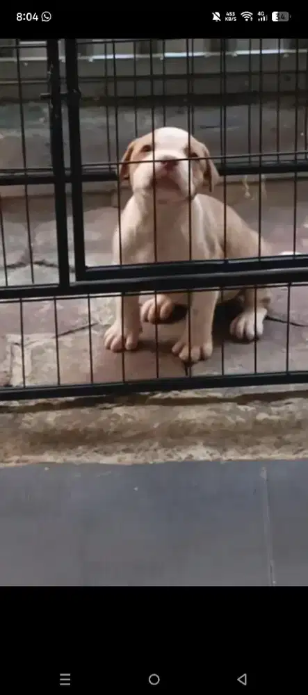 anak anjing Pitbull x Bully XXL
