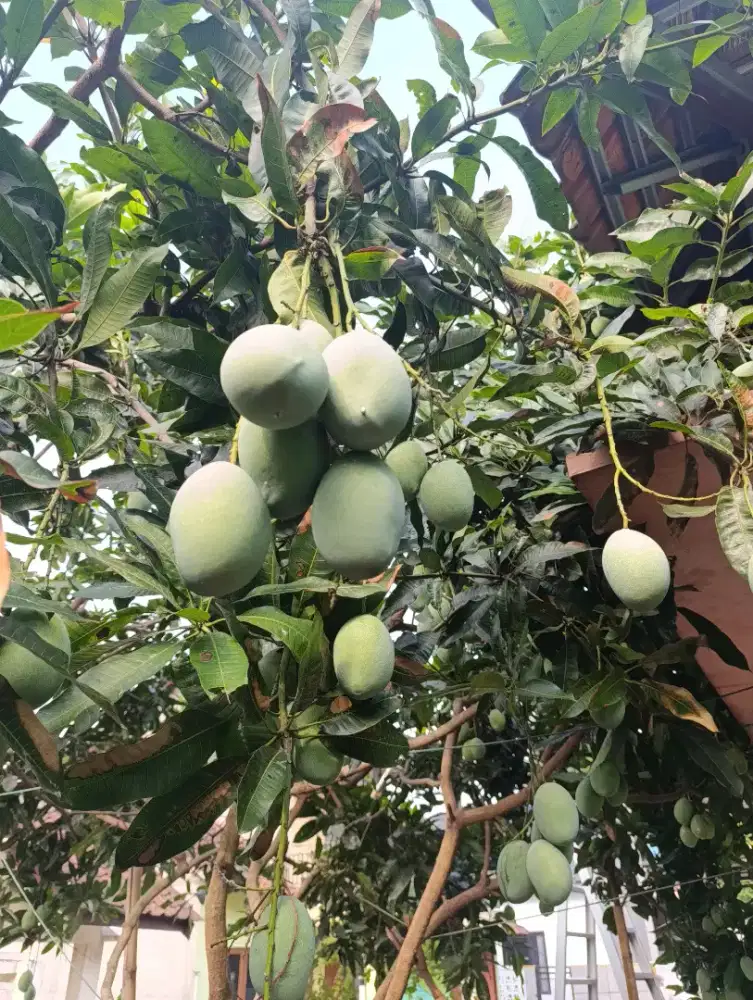 Jual Mangga Madu