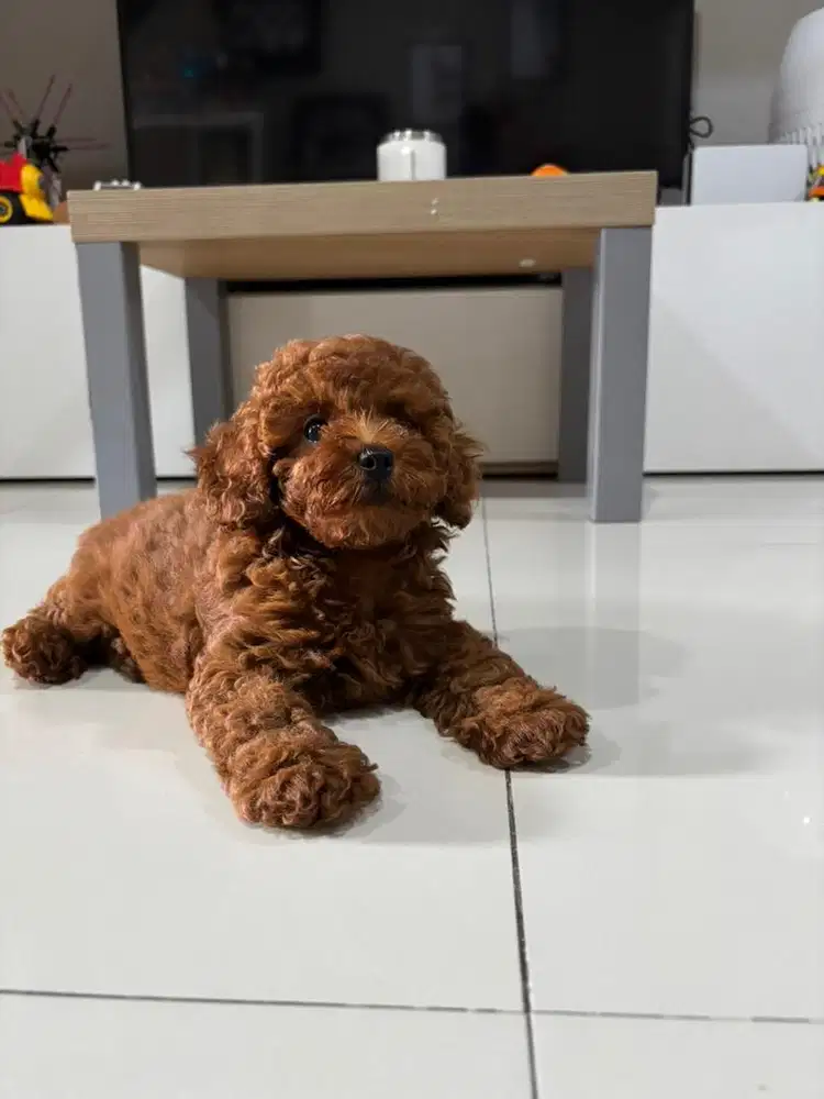 Toy poodle Gemoy umur 3 Bulan