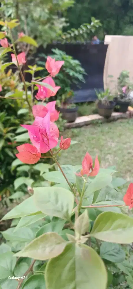 Dicari Perawat Caregiver Lansia
