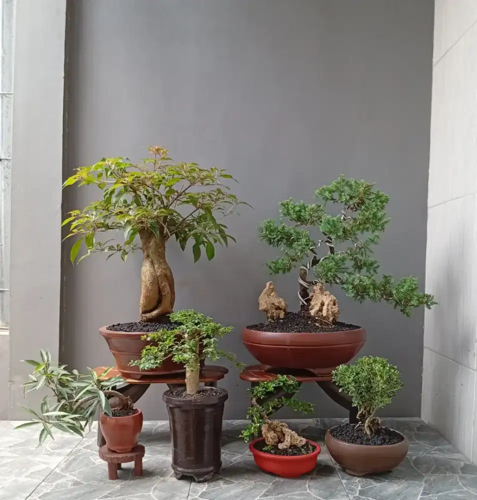 Borong murah bonsai hias mini ada 6 pohon