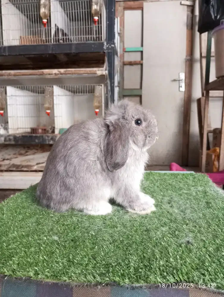 Kelinci Holland lop usia 3 bulan
