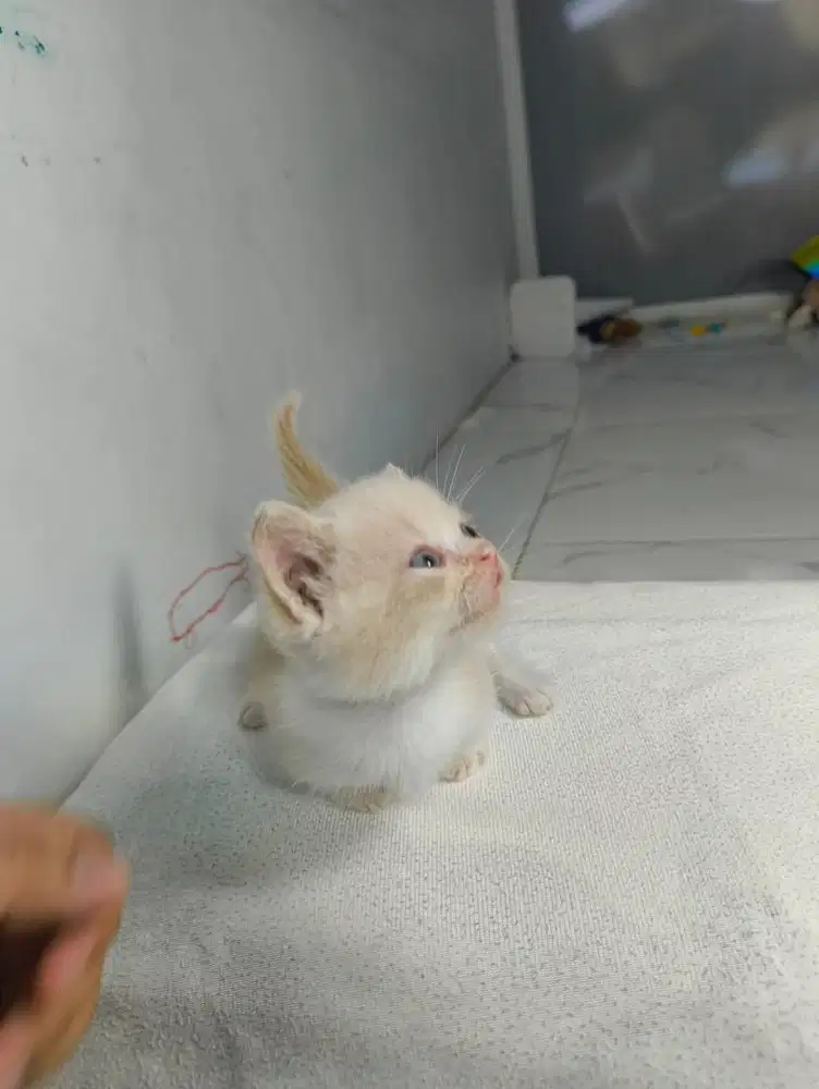 BSH munchkin straight
