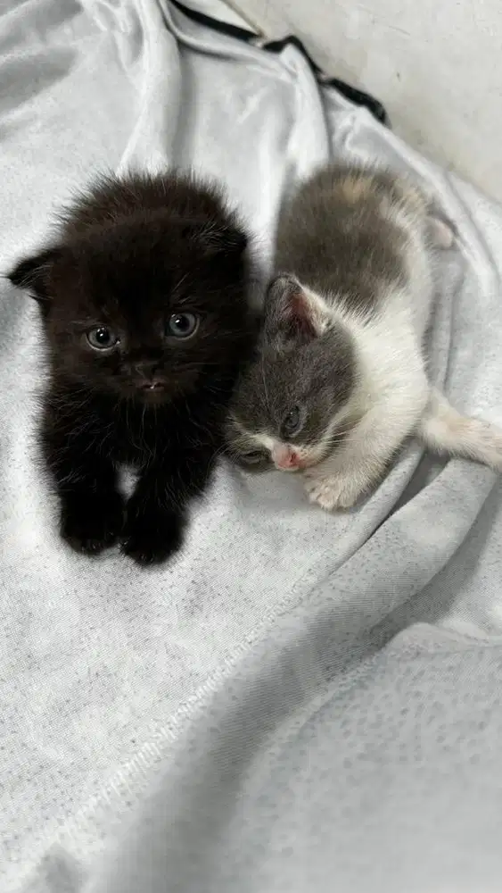 British Shorthair (gaelic) Munchkin Fold