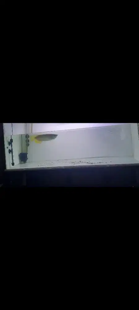 Arwana Golden RED crossback 45 cm