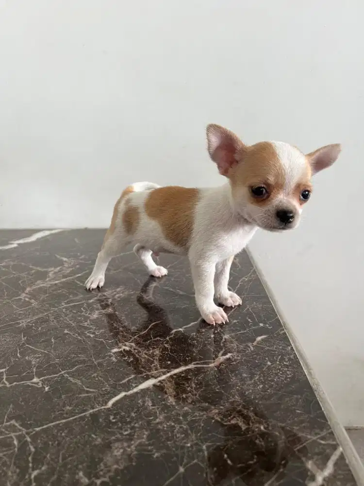 Chihuahua pure breed