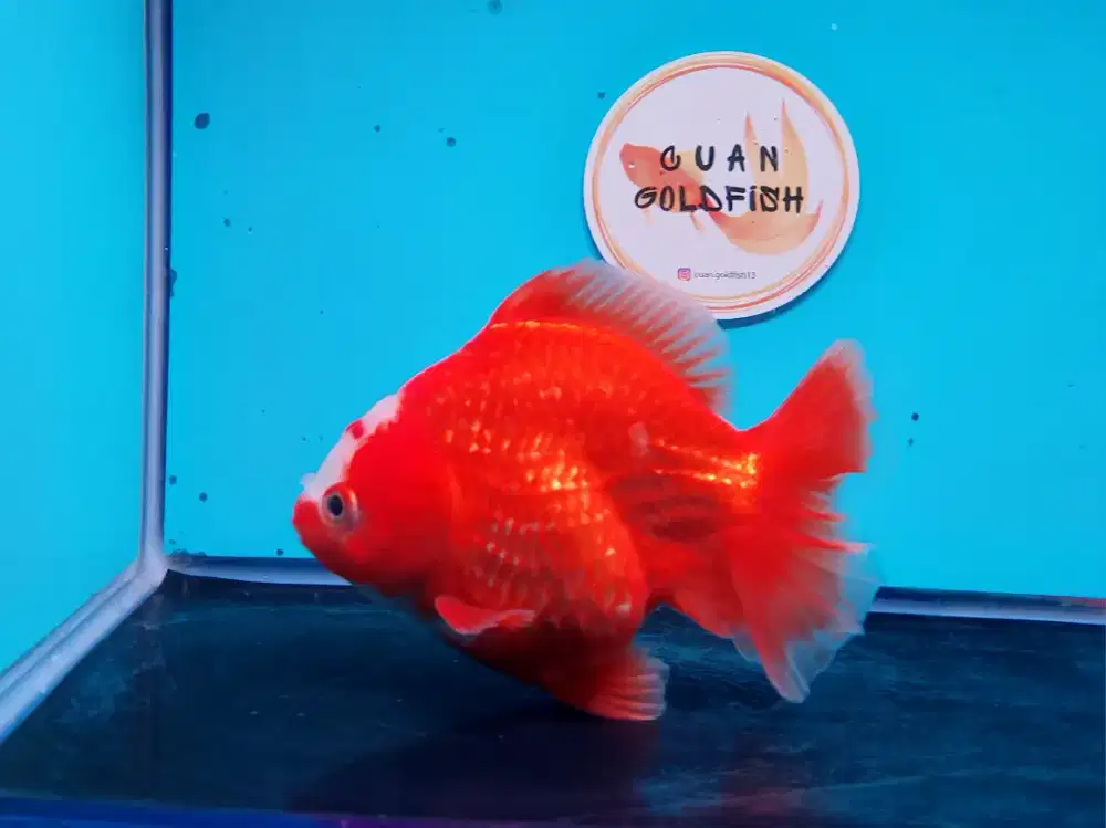 Ikan Mas Koki Oranda Orange Size 14 Cm