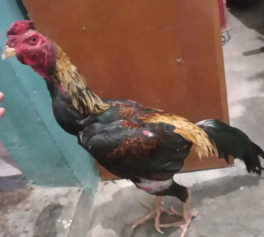 Jual ayam bangkok x pama.umur 6/7bulan