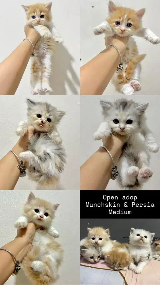 OPEN ADOPT KITTEN